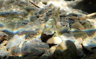 Rhinogobius candidianus (Regan, 1908) 明潭吻鰕虎