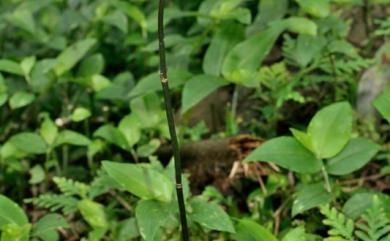 Gastrodia flavilabella 夏赤箭