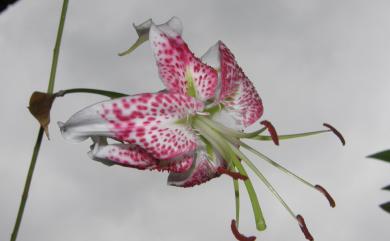 Lilium speciosum var. gloriosoides 豔紅鹿子百合