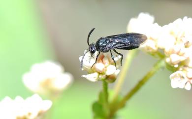 Arge similis (Vollenhoven, 1860) 杜鵑三節葉蜂