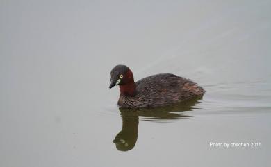 Tachybaptus ruficollis poggei 小鸊鷉