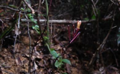 Lecanorchis multiflora var. subpelorica 亞輻射皿蘭