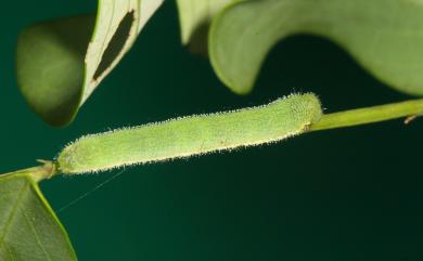 Eurema hecabe (Linnaeus, 1758) 黃蝶