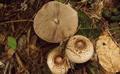 Agaricus subrutilescens 紫紅蘑菇