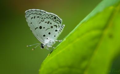 Zizeeria maha okinawana 藍灰蝶