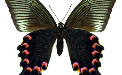 Papilio bianor kotoensis Sonan, 1927 翠鳳蝶蘭嶼亞種