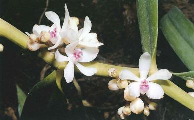 Trichoglottis rosea 短穗毛舌蘭