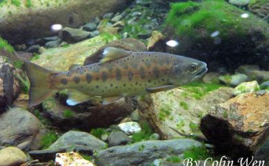 Oncorhynchus masou formosanus (Jordan & Oshima, 1919) 臺灣櫻花鉤吻鮭