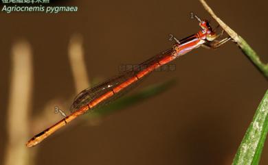 Agriocnemis pygmaea (Rambur, 1842) 橙尾細蟌