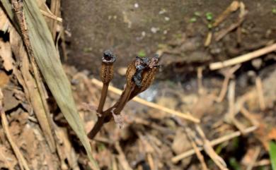 Gastrodia appendiculata 無蕊喙赤箭