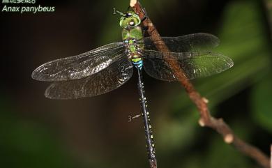 Anax panybeus Hagen, 1867 麻斑晏蜓