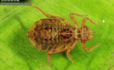 Ictinogomphus rapax (Rambur, 1842) 粗鉤春蜓