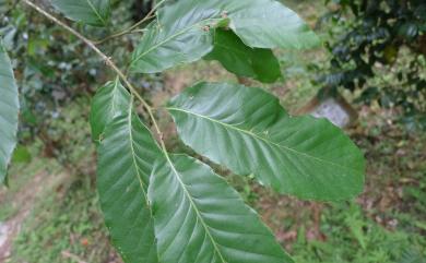 Quercus variabilis 栓皮櫟