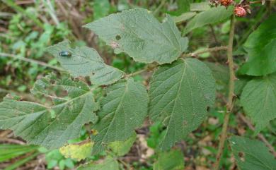 Rubus parvifraxinifolius 小梣葉懸鉤子