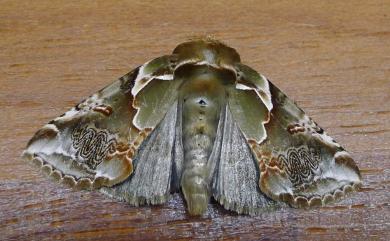 Habrosyne pterographa (Poujade, 1887) 寬帶波紋蛾