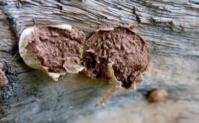 Reticularia lycoperdon