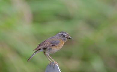 Tarsiger johnstoniae (Ogilvie-Grant, 1906) 栗背林鴝