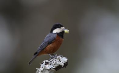 Sittiparus castaneoventris Gould, 1862 赤腹山雀