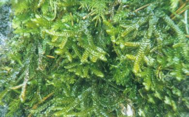 Porella obtusata var. macroloba (Steph.) S.Hatt. & M.X.Zhang 鈍頭光萼蘚大葉變種