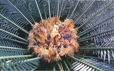 Cycas taitungensis 臺東蘇鐵