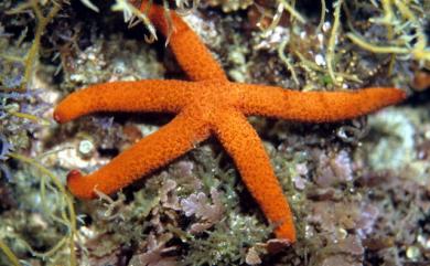 Echinaster luzonicus (Gray) 呂宋棘海星