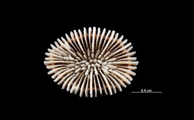 Trochocyathus philippinensis Semper, 1872 菲律賓輪杯珊瑚