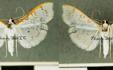 Palpita hypohomalia Inoue, 1996 彎囊絹鬚野螟