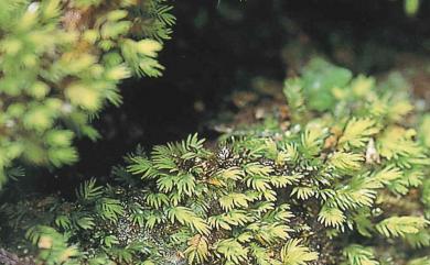 Fissidens crispulus Brid., 1819 黃葉鳳尾苔