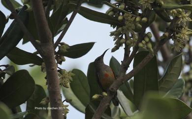 Aethopyga gouldiae dabryii 藍喉太陽鳥