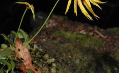 Bulbophyllum electrinum var. sui 長軸捲瓣蘭