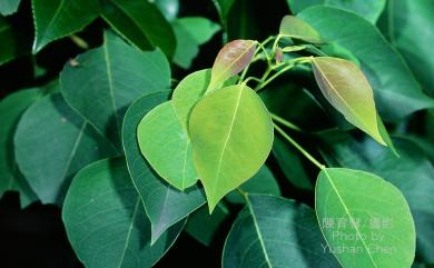 Triadica sebifera (L.) Small 烏桕