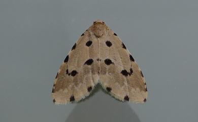 Metaemene atrigutta (Walker, 1862) 姬胡麻斑裳蛾