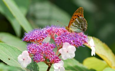 Argynnis paphia formosicola Matsumura, 1927 綠豹蛺蝶