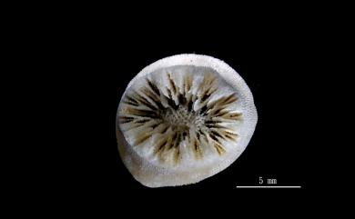 Heteropsammia cochlea (Spengler, 1781) 螺形歧異沙珊瑚