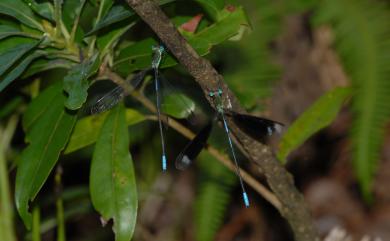 Orolestes selysi McLachlan, 1895 長痣絲蟌