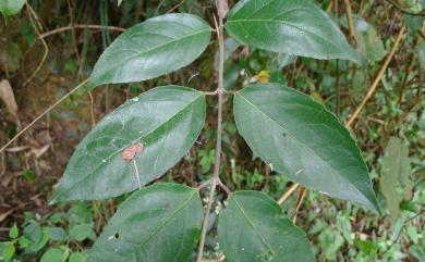 Deutzia pulchra S.Vidal 大葉溲疏