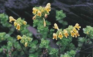 Euphrasia nankotaizanensis Yamam. 南湖碎雪草