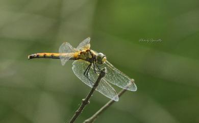 Sympetrum cordulegaster (Selys, 1883) 長尾蜻蜓