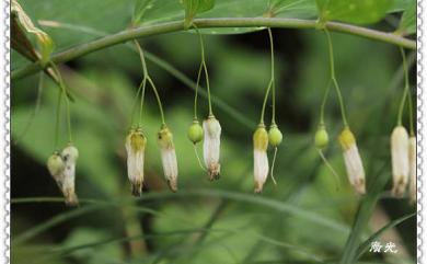 Polygonatum odoratum var. pluriflorum 萎蕤