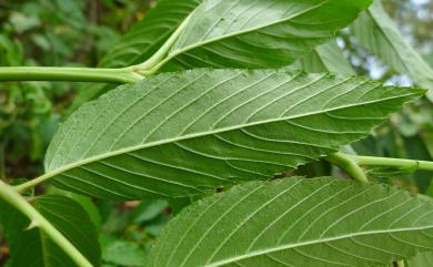 Rubus alnifoliolatus H.Lév. & Vaniot 榿葉懸鉤子