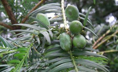 Cephalotaxus wilsoniana 臺灣粗榧