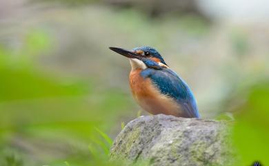 Alcedo atthis bengalensis (Gmelin, 1788) 翠鳥