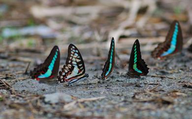 Graphium sarpedon connectens 青鳳蝶