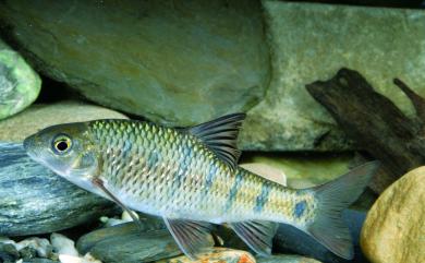 Acrossocheilus paradoxus (Günther, 1868) 臺灣石[魚賓]