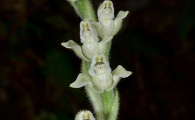 Goodyera daibuzanensis 大武斑葉蘭