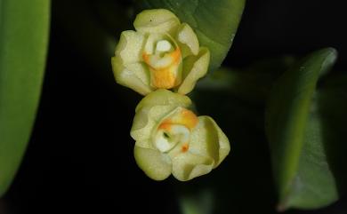 Thrixspermum subulatum 厚葉風蘭