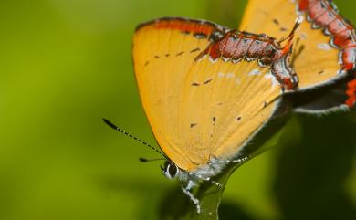 Heliophorus ila matsumurae 紫日灰蝶