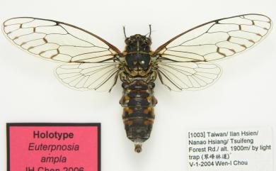 Euterpnosia ampla Chen, 2006 翠峰姬春蟬