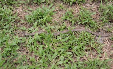 Oligodon formosanus (Günther, 1872) 赤背松柏根