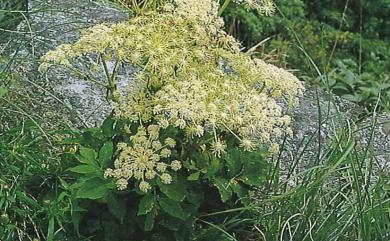 Angelica dahurica var. formosana 野當歸